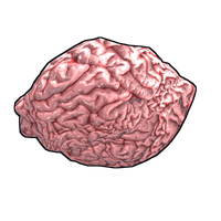 Fresh Brain