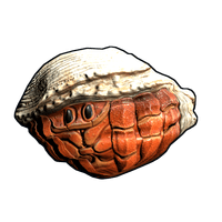 Hermit Crab Rock